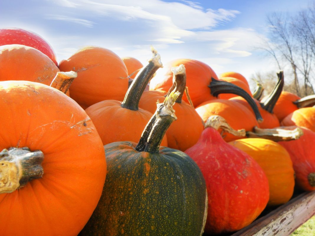 Green your Halloween with Gourds & Pumpkins!
