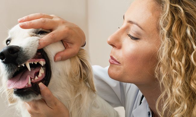 Solving Pets’ Oral Health Needs