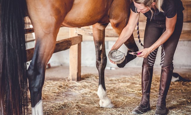 Horse Care & Safety During Summer