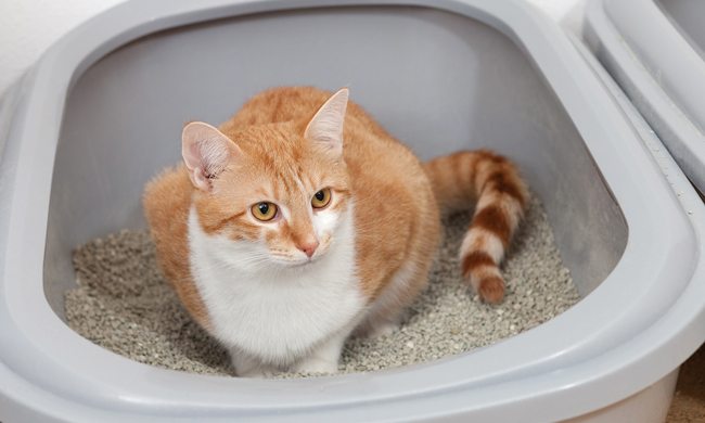 Some fresh ideas to streamline your cat clean-up routine