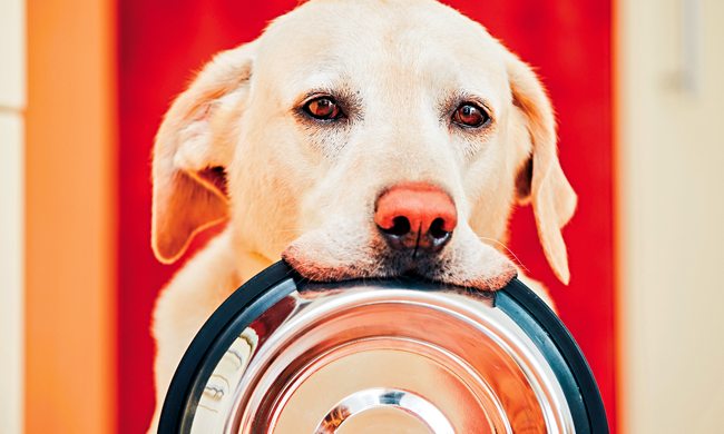 5 Benefits of Personalized Dog Food