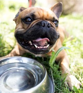 Make sure your dog has plenty of cold water during hot summer months | Family Life Tips