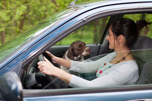 Woman Pet Owner Taking Dog for a Day Trip Drive in Car | Family Life Tips Magazine