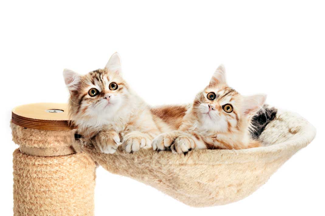 Two Siberian Kitten Cats lying in their Cat Bed | Family Life Tips Magazine