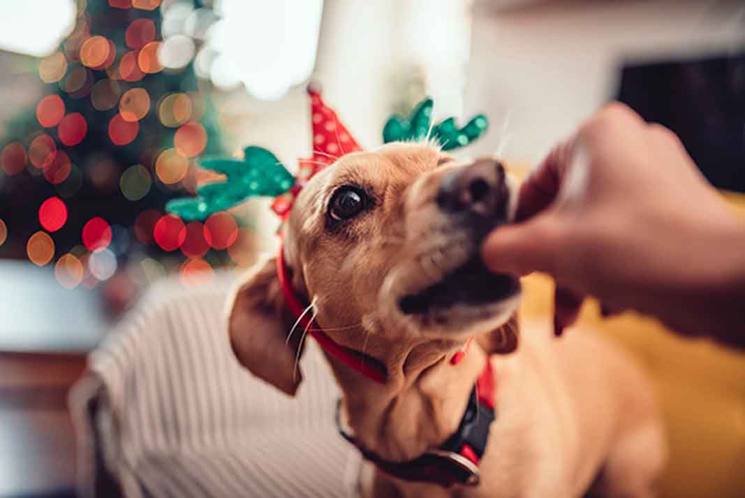 Modify Holiday Traditions to Help Include Your Furry Loved Ones Pets | Family Life Tips Magazine