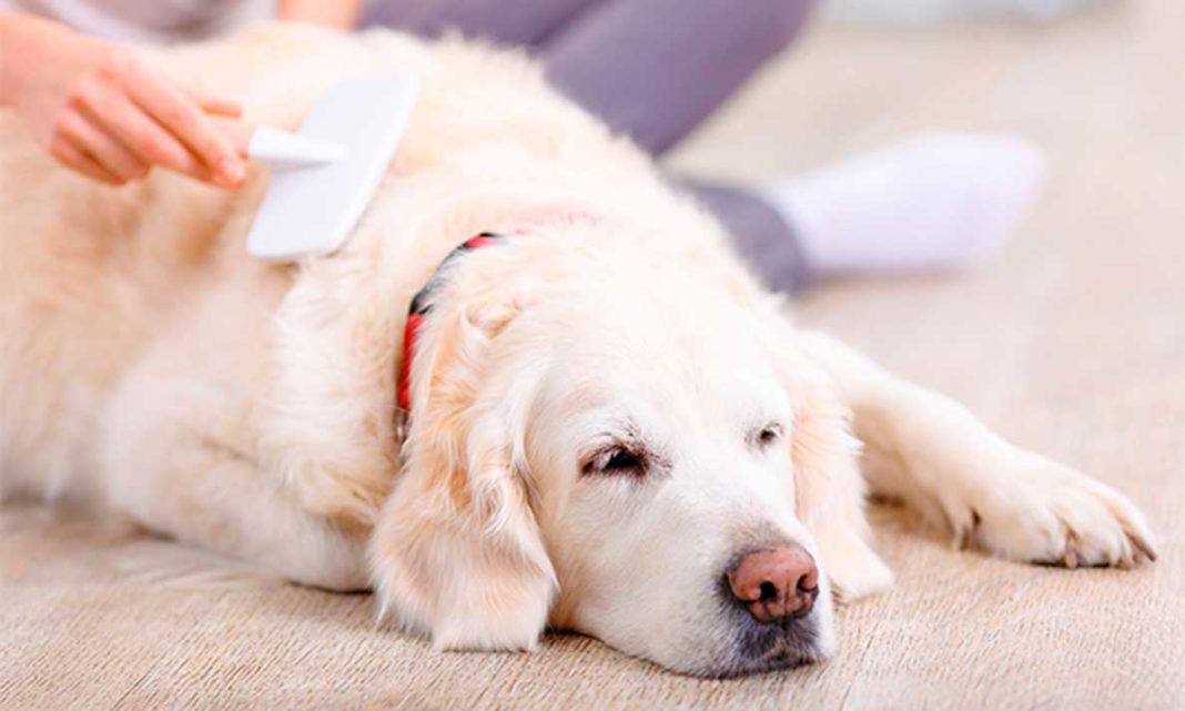 5 Ways to Give Your Furry Friend a Little Extra Love | Family Life Tips