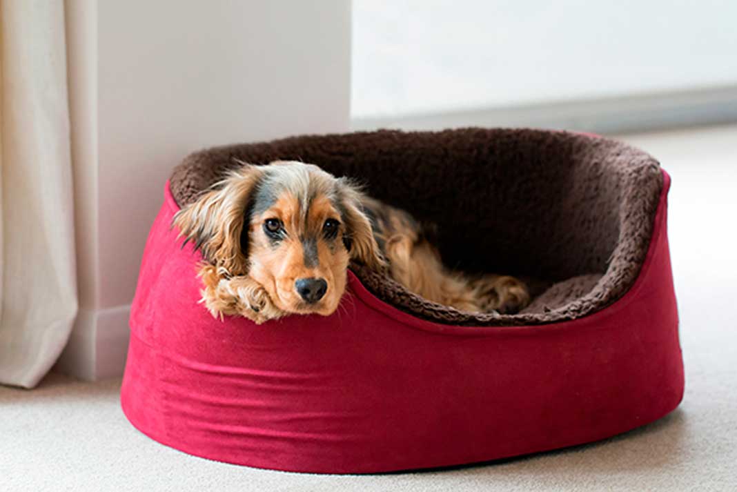 Give Your Dog or Cat Something to Call Their Own a Pet Bed | Family Life Tips