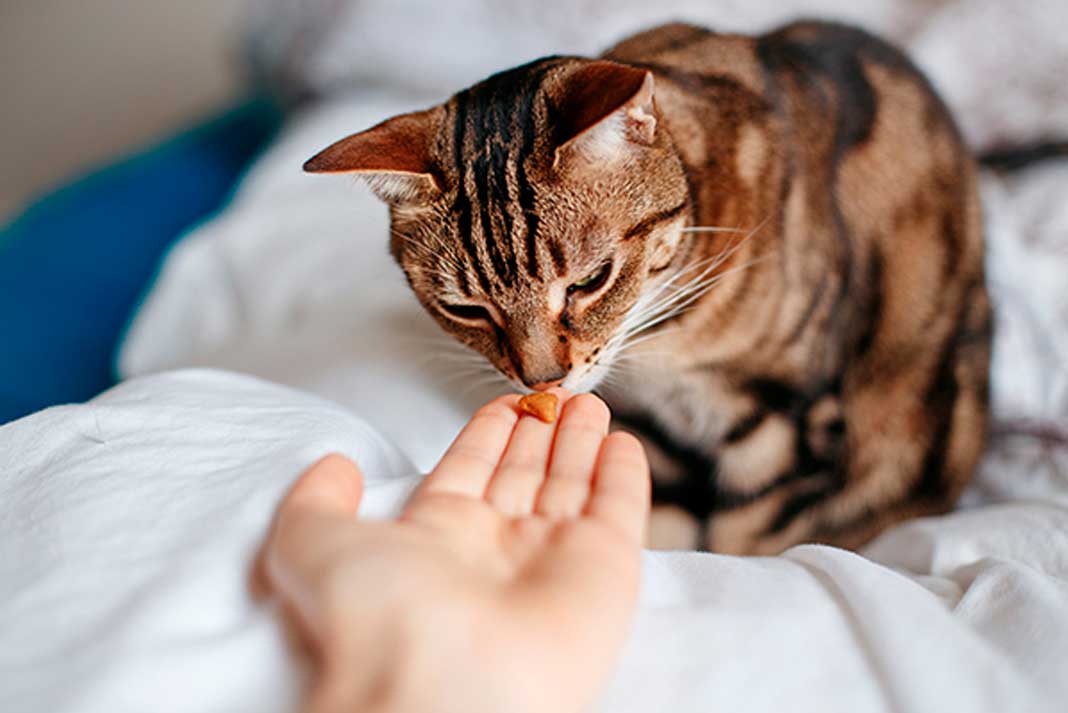 Using Pet Treats is a Great Way to Train Your Cat or Dog | Family Life Tips