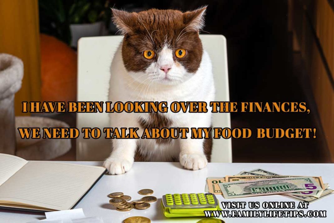 Funny Cat Meme Food Budget - Family Life Tips