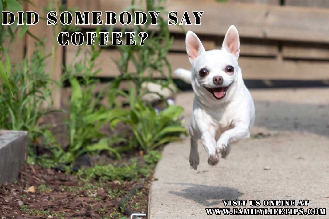 Funny Coffee Meme: Did Somebody Say Coffee?