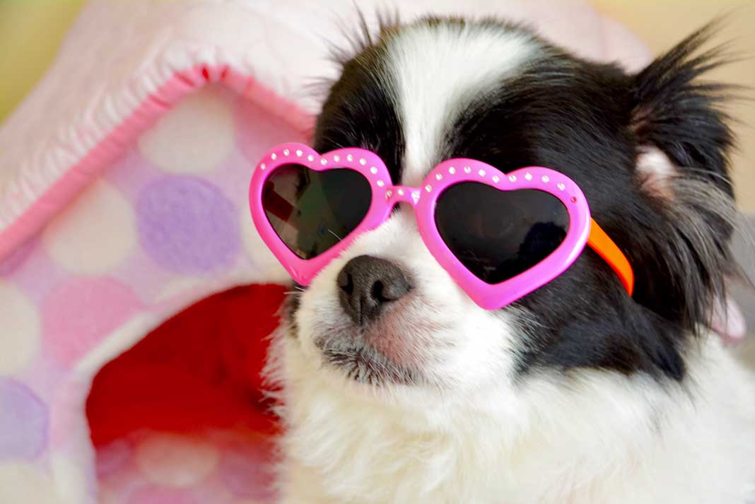 Why You Should Get Valentine's Gifts for Dogs - Family Life Tips