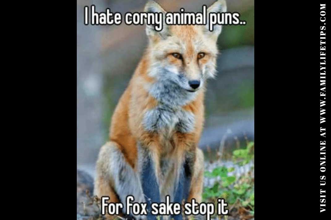 Fox Meme: I hate corny animal puns for fox sake stop it! - Family Life Tips Magazine