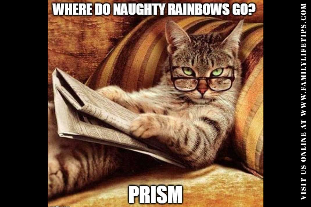 Funny Cat Meme: Where Do Naughty Rainbows Go? They Go To Prism. - Family Life Tips Magazine