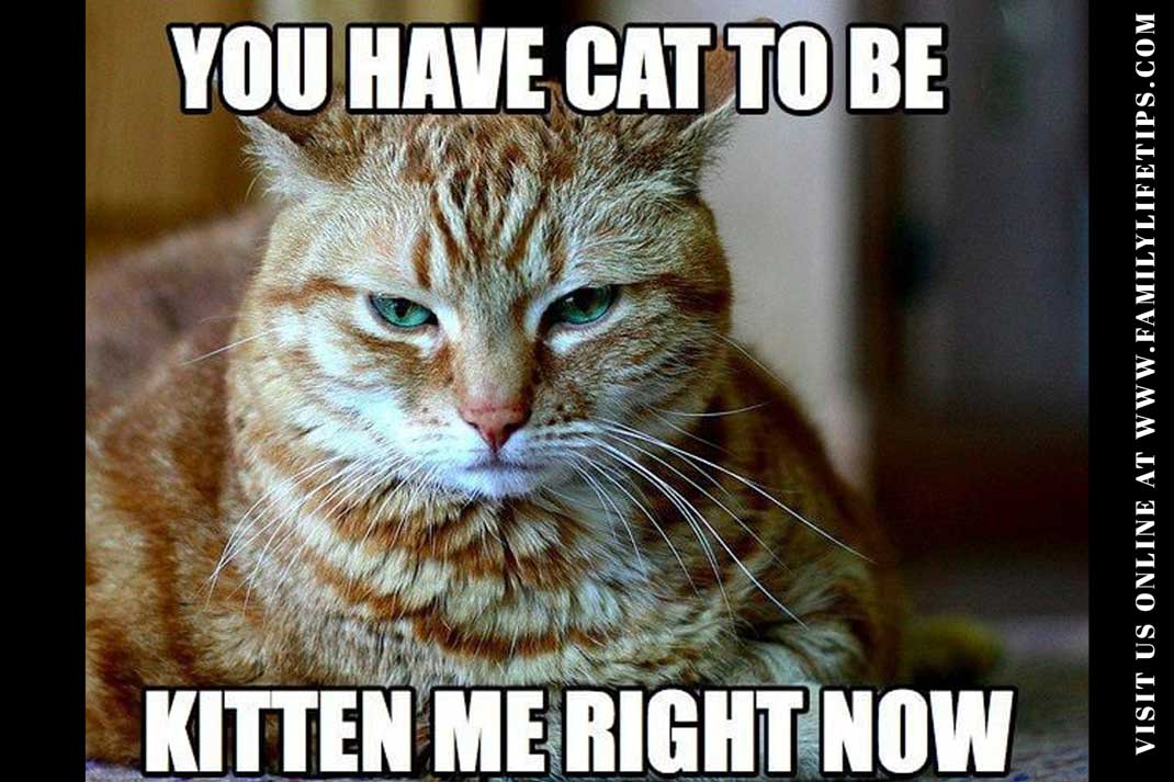 Funny Cat Meme: You Have Cat To Be Kitten Me Right Now! - Family Life Tips Magazine