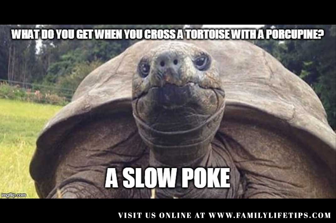 Turtle Meme: What do you get when you cross a Tortoise with a Porcupine? A Slow Poke - Family Life Tips Magazine