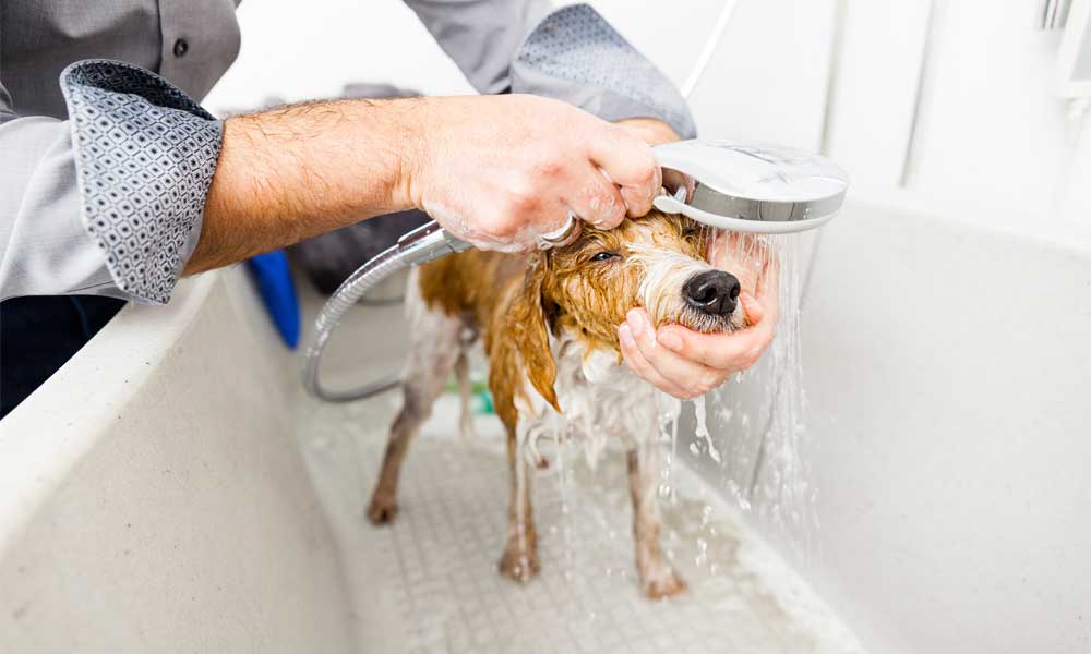 Bathing Tips for Dogs - Family Life Tips Magazine