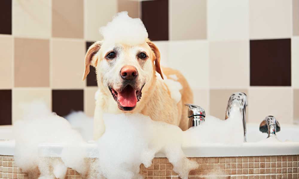 How Often Should You Bathe Your Dog? A Definitive Guide - Family Life Tips Magazine