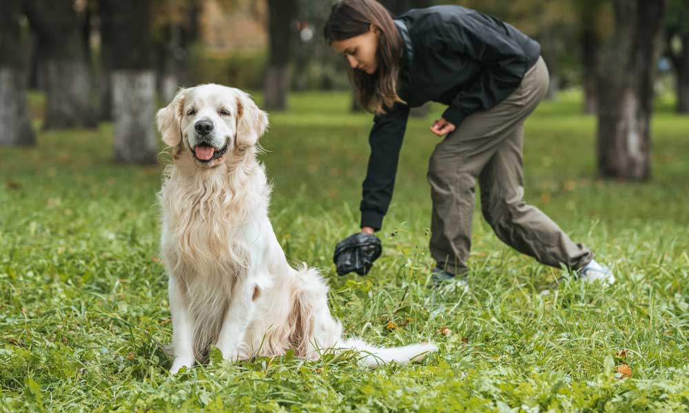How Often Should a Dog Poop - The Simple Answer - Family Life Tips Magazine