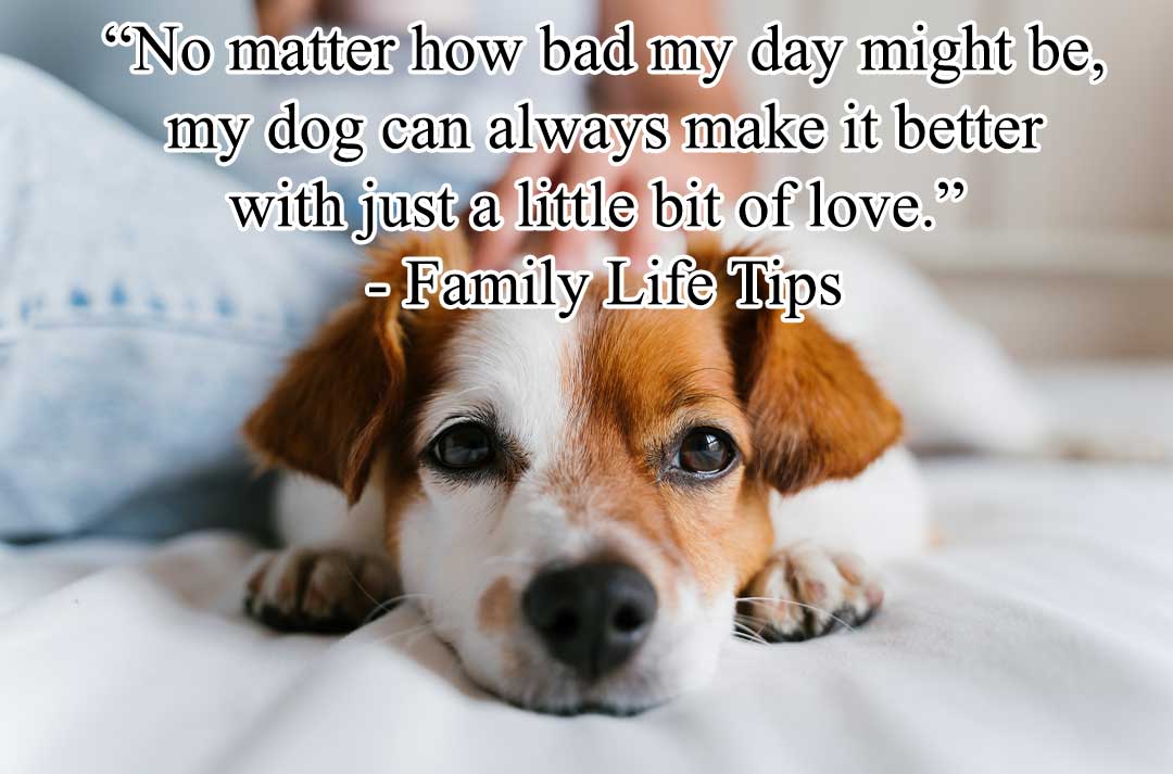 Pets are Family Quotes - “No matter how bad my day might be, my dog can always make it better with just a little bit of love.”