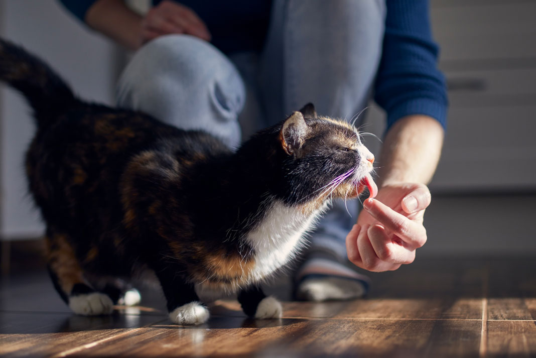 Why Does My Cat Lick Me - Family Life Tips Magazine