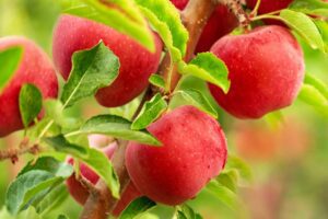 The Incredible Health Red Apple - Benefits of Eating Apples - Family Life Tips Magazine