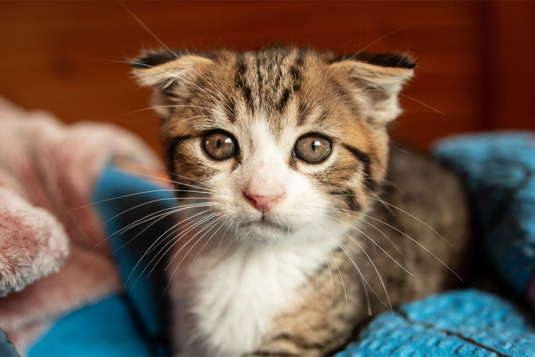 Cat Lover's Poll - How Cute Do You Rate This Kitten - Family Life Tips Magazine